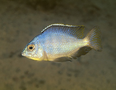 Protomelas fenestratus 'Chitimba'